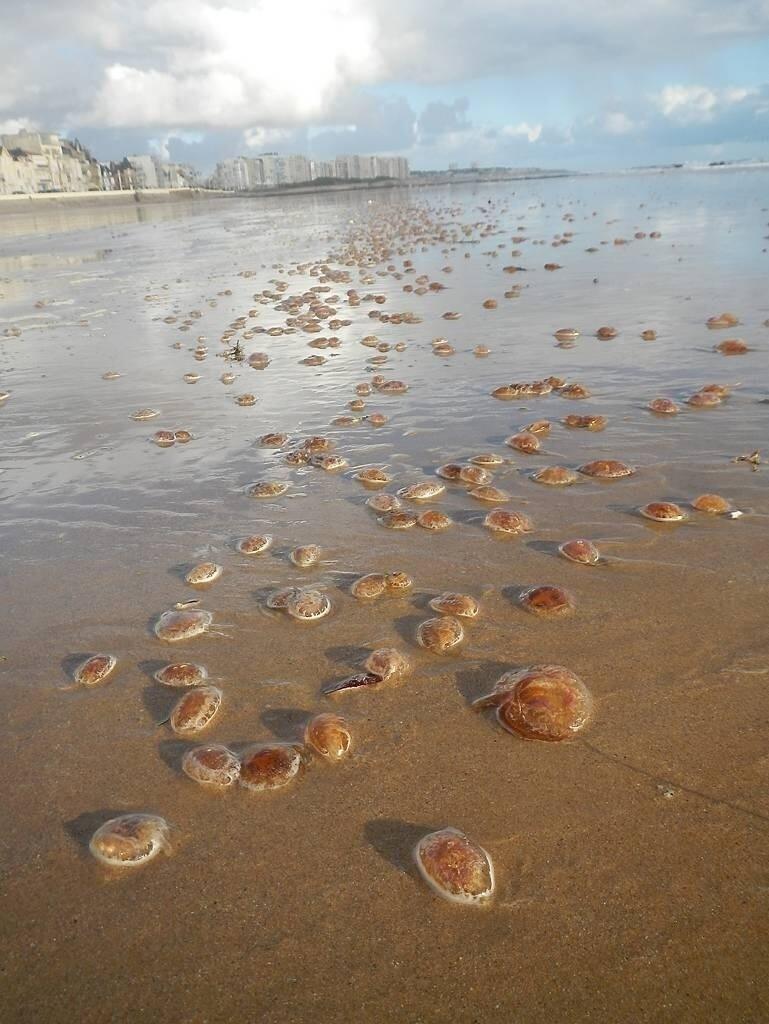 Les Sables Un Banc De M Duses Sur La Grande Plage Les Sables D