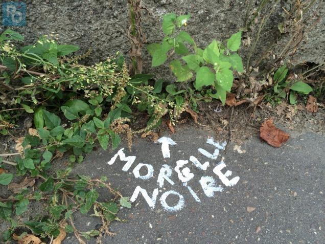 Nantes Sauriez vous reconnaître les plantes des rues Nantes