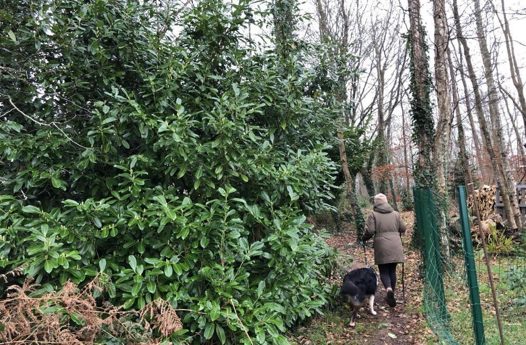 Guidel Le Laurier Palme Danger Pour La Biodiversit Pontivy Maville