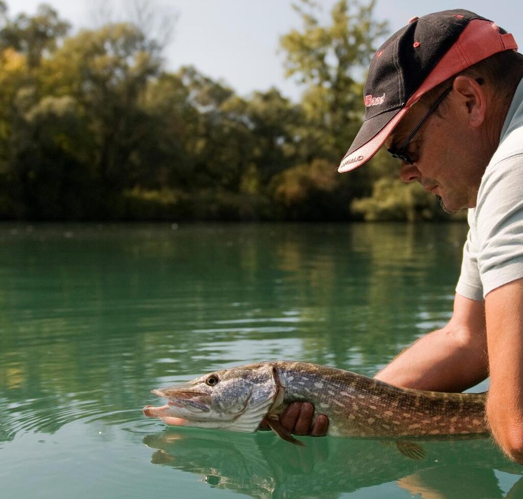 En Sarthe louverture de la pêche aux carnassiers cest ce week end