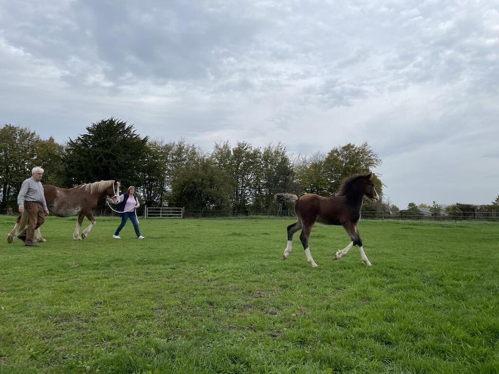 Près de Lisieux ce couple tient depuis trente ans un élevage unique de