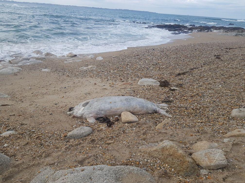 À Plœmeur un phoque mort échoué sur la plage de Kerpape Lorient