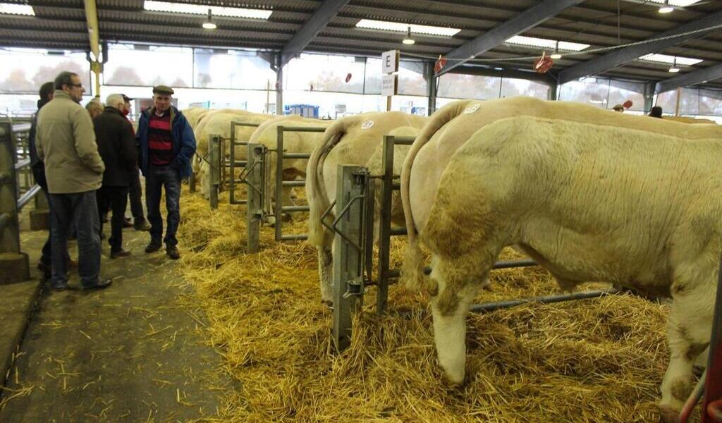 Cholet 300 Bovins Attendus Au Concours Danimaux De Boucherie De Haute