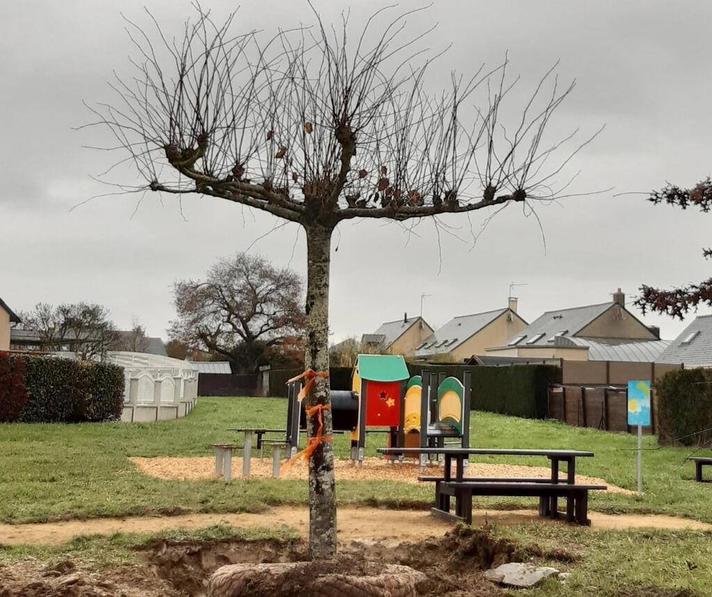 Saint Clément de la Place Des arbres plantés dans la commune Angers