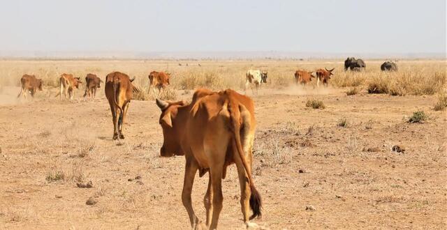 Au Kenya La S Cheresse A Tu Des Milliers Danimaux De La Savane En