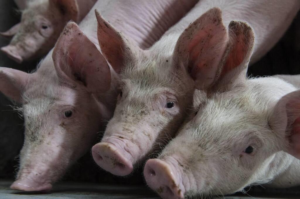 Côtes dArmor L214 cible un élevage de cochons situé dans lest du