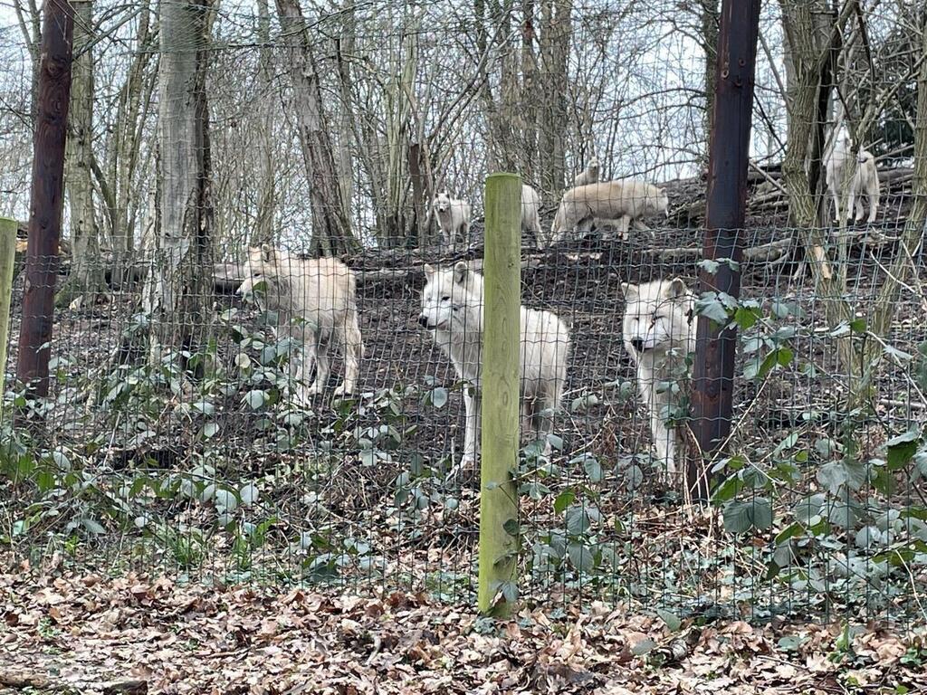 Calvados Cest lannée de lours à Cerza près de Lisieux Trouville