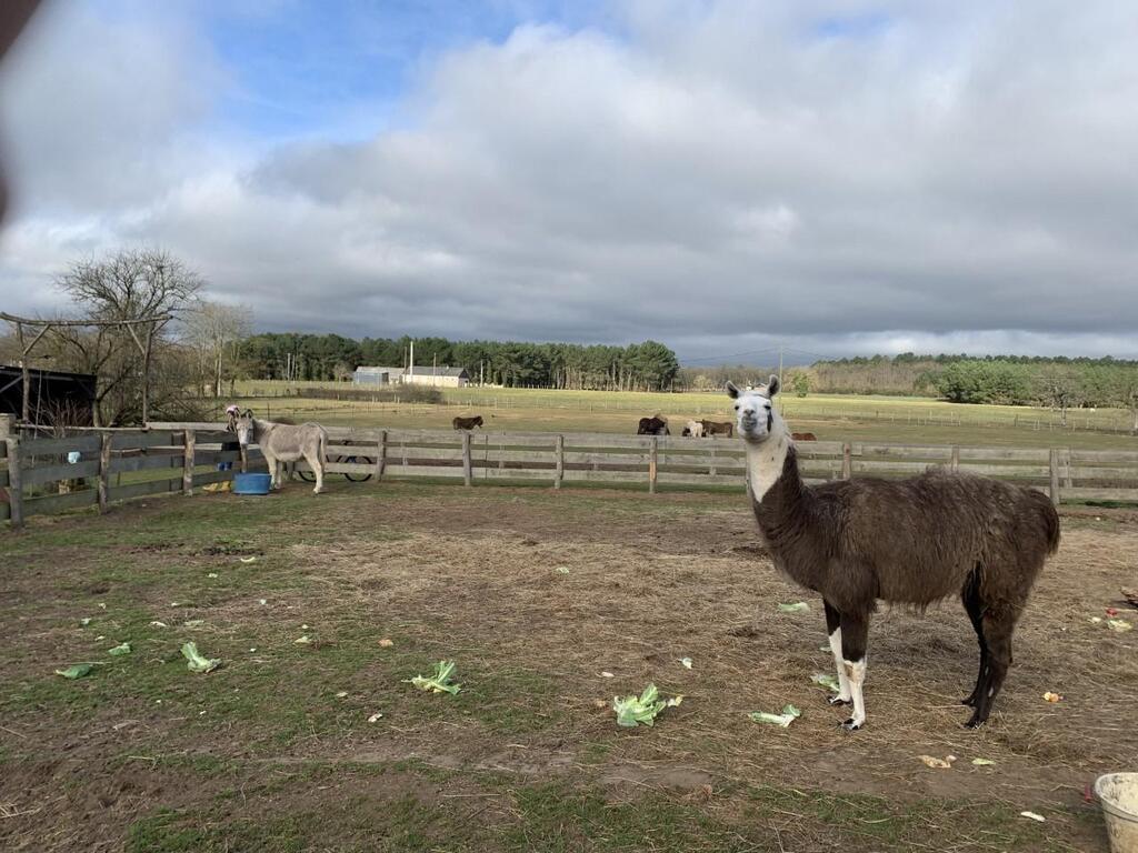 Pr S De La Fl Che Les Crins Verts Soccupent Des Animaux Abandonn S Ou