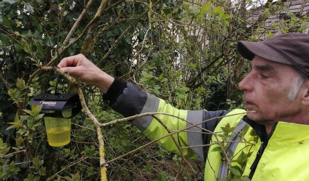 À Trémargat pour réduire linvasion de frelons asiatiques les reines