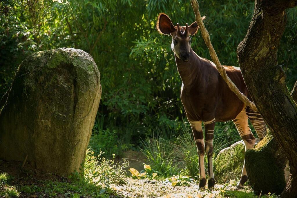 VIDÉO Pourquoi la naissance dun okapi la 4e en France en 25 ans est