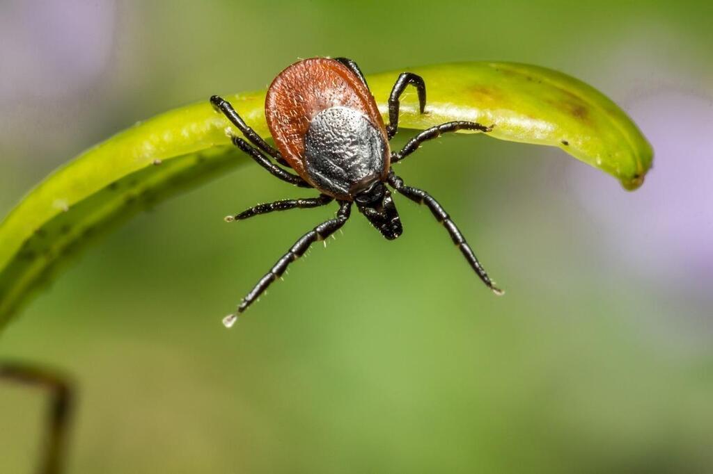 Voici comment aménager son jardin pour se protéger des piqûres de