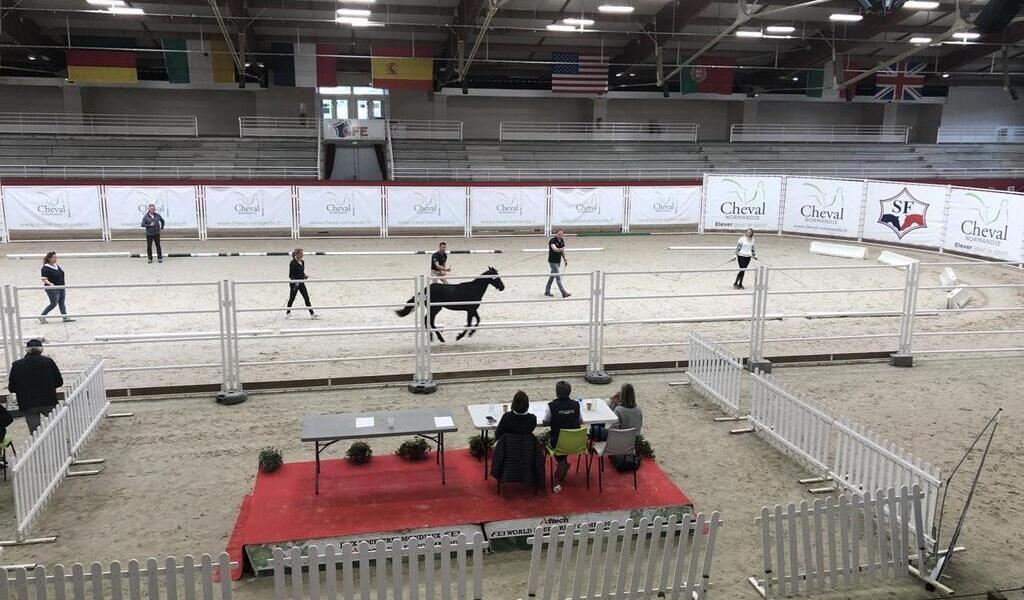 Au pôle hippique de Saint Lô les jeunes poneys à lhonneur Sport