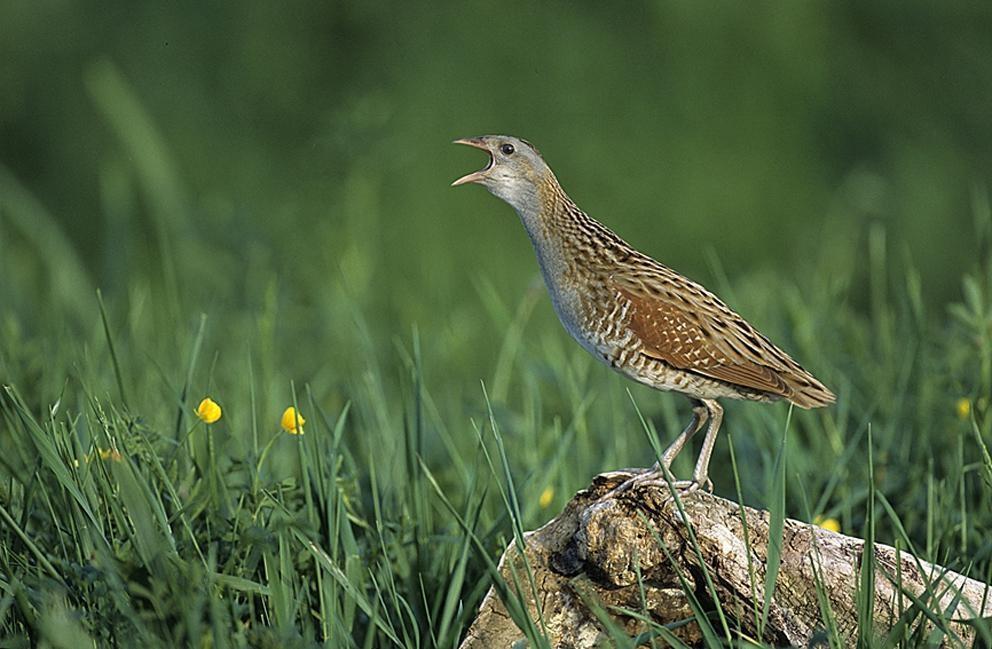 Quel Est Cet Oiseau Migrateur En Grand Danger Dans Le Maine Et Loire