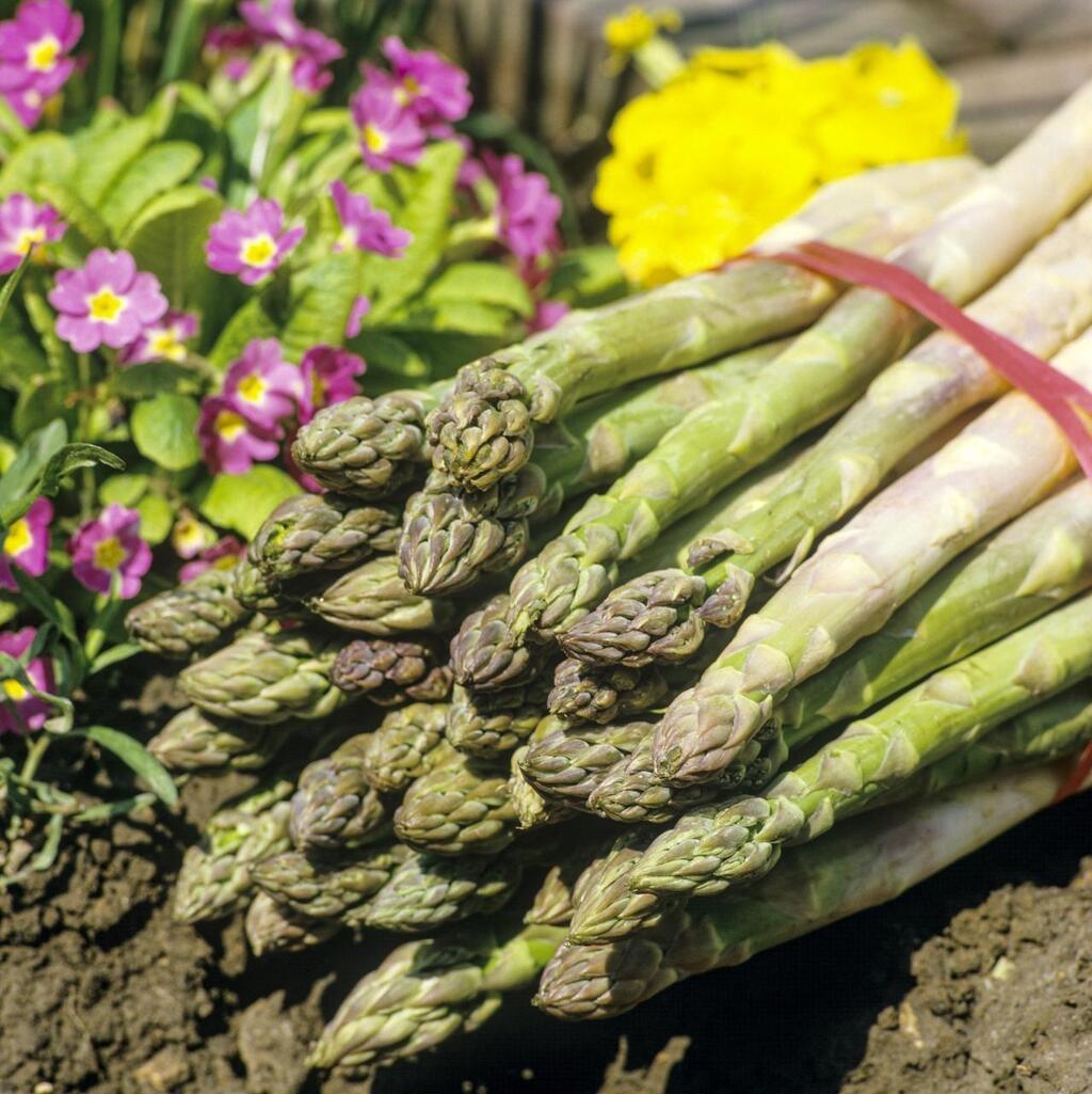 Au Jardin Voici Quinze L Gumes Planter Pour Un Potager Durable Et