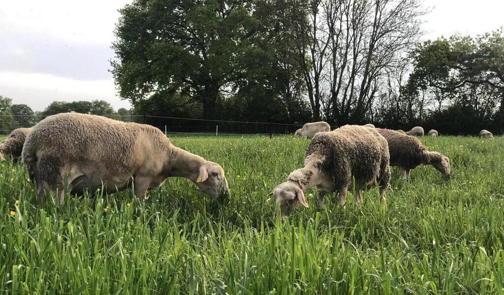 Vallon sur Gée Lélevage ovin et la fromagerie de Vallon au programme