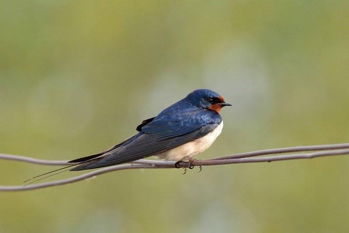 Ces gestes simples à connaître pour aider les oiseaux à survivre à la