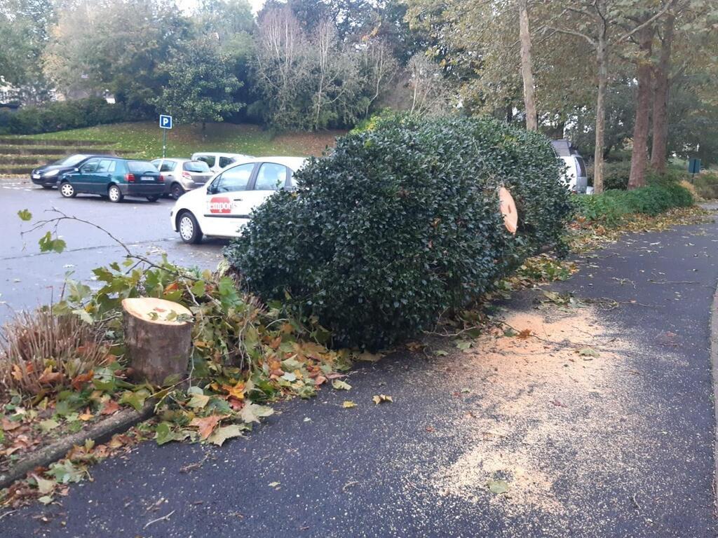 EN IMAGES Tempête Ciaran dans le Morbihan arbres arrachés rues