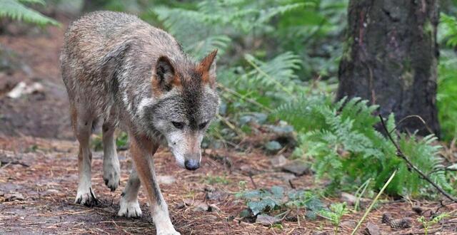 ENTRETIEN Le Retour Du Loup En Bretagne Est Une Bonne Nouvelle Pour