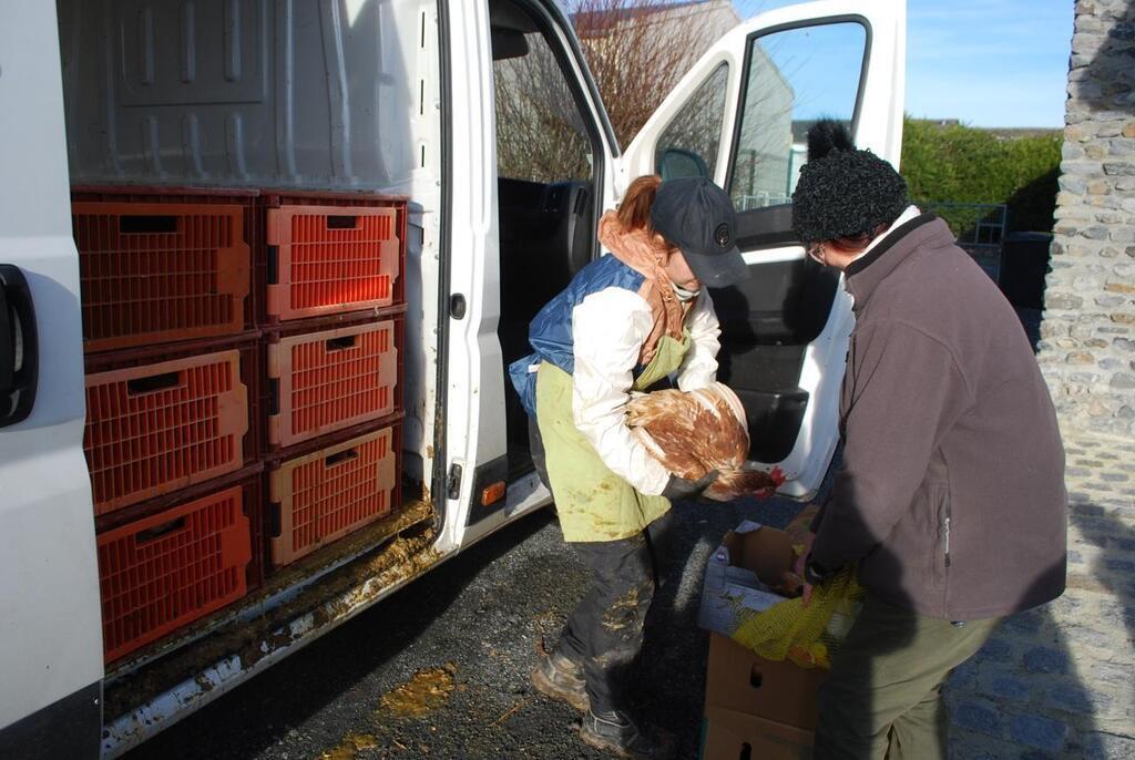 Plus De Poules Ont T Sauv Es De Labattoir Agneaux Avec Poules