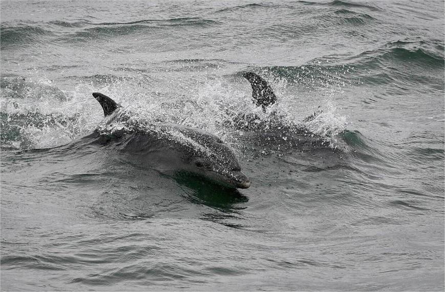 Dans le Finistère les pompiers viennent en aide à trois dauphins en