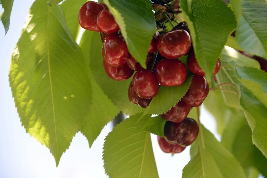 Résidus de pesticides quels sont les fruits et légumes les plus