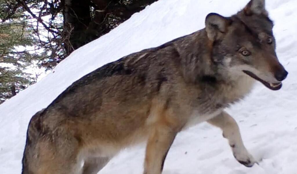 Le Pouliguen Ciné et débat autour du film Vivre avec les loups La