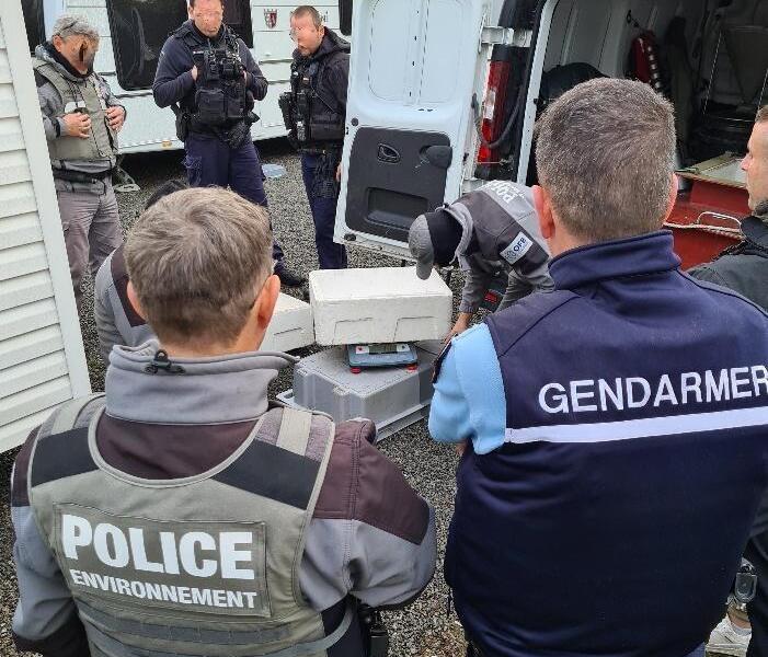 Trafic de civelles en Vendée et Loire Atlantique trois personnes