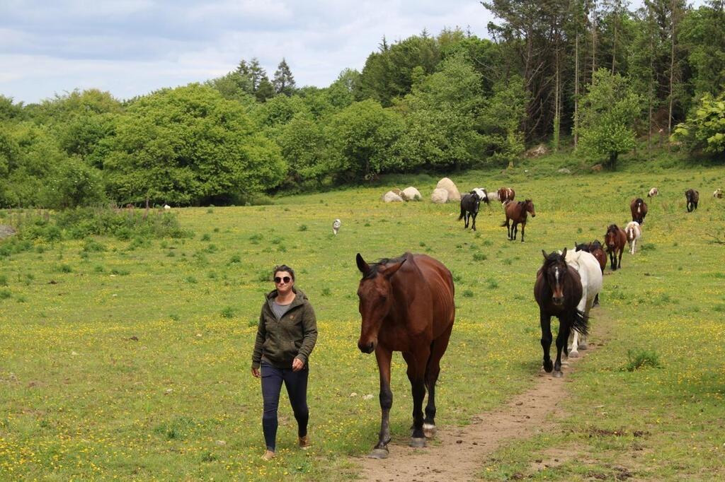 Dans son école équestre en Côtes dArmor les chevaux ont leur mot à