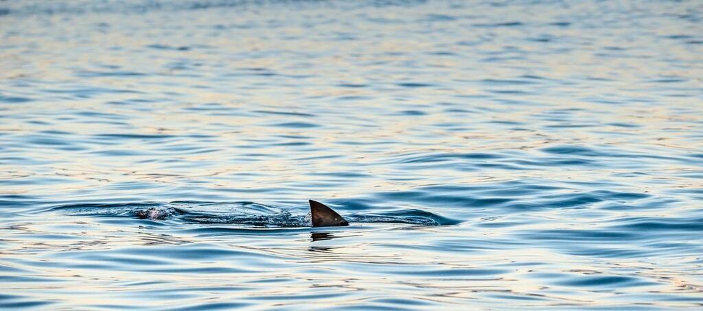 Un Requin Pourrait Il Vraiment Nager Paris Comme Dans Le Film Sous