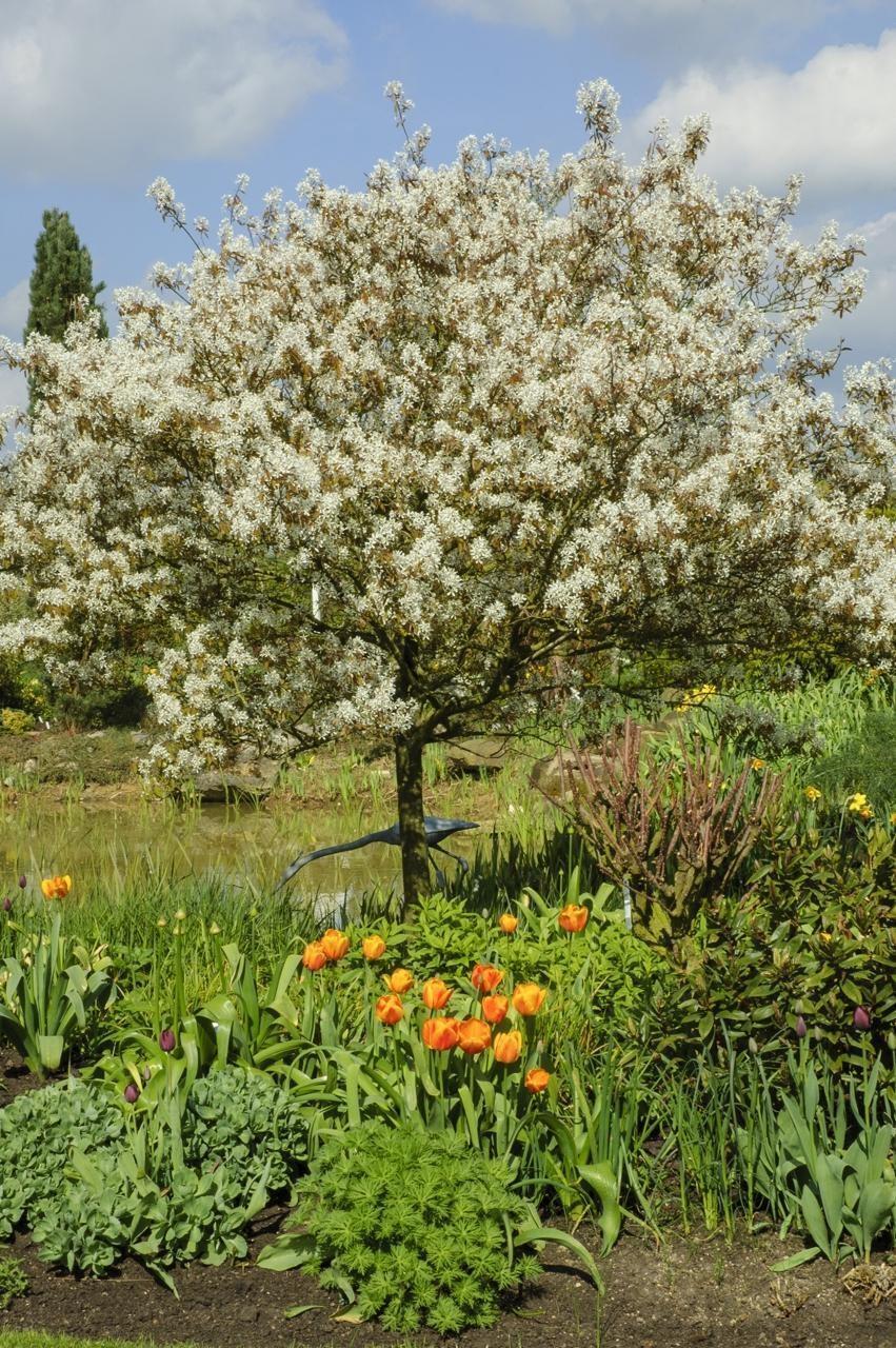 Planter Un Arbre Dans Un Petit Jardin Voici Quinze Esp Ces Adapt Es