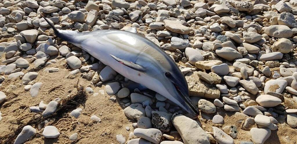 Le Feuilleton Juridique Du Golfe De Gascogne Se Poursuit Pour Les