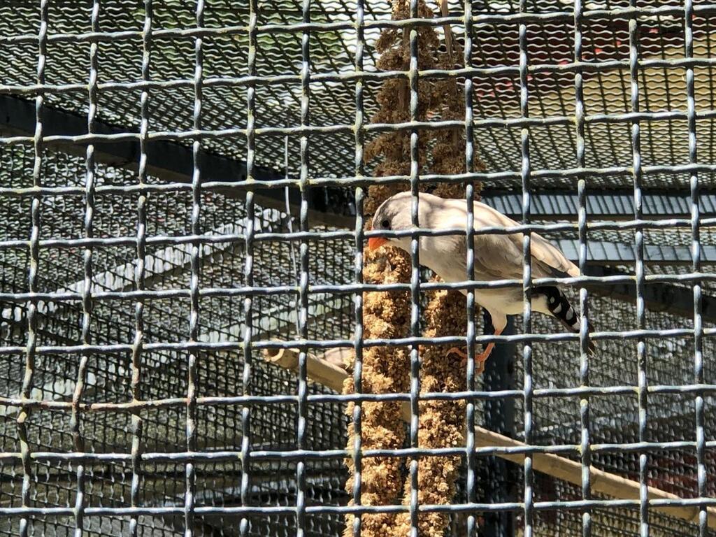 On Demande Sa Fermeture Depuis Dix Ans Rennes Des Oiseaux