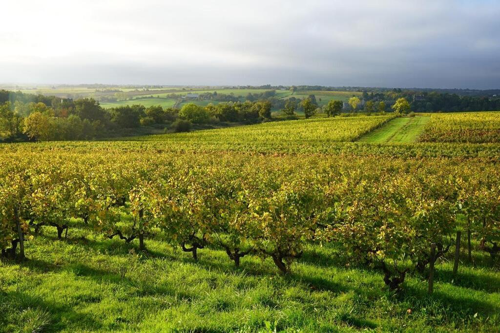 Faisons Des Vins Plus L Gers En Anjou Les Vignerons Face Une