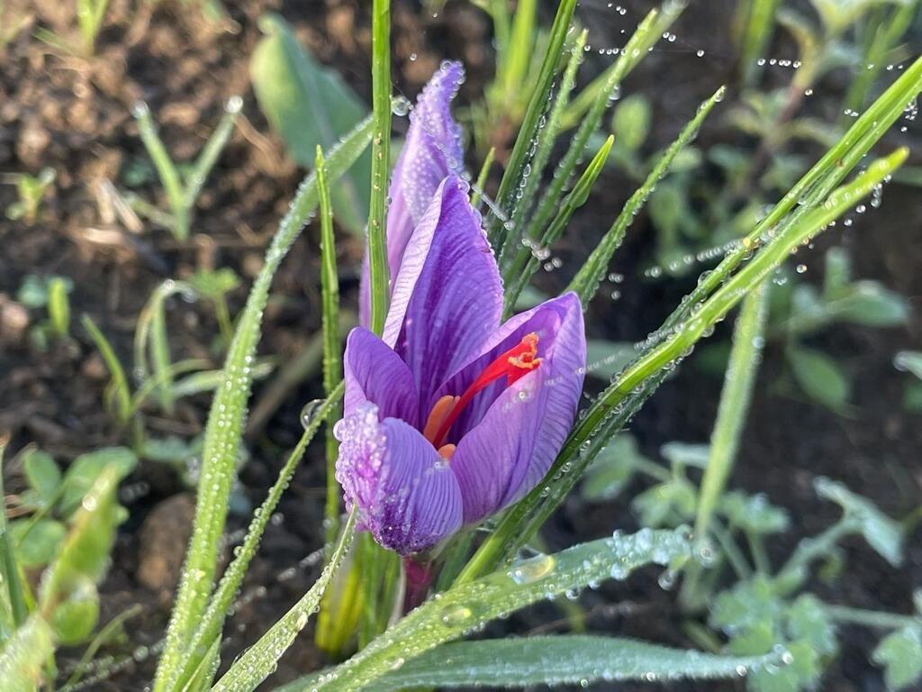 Fleur Apr S Fleur Ils R Coltent La Plante Qui Donne L Pice La Plus