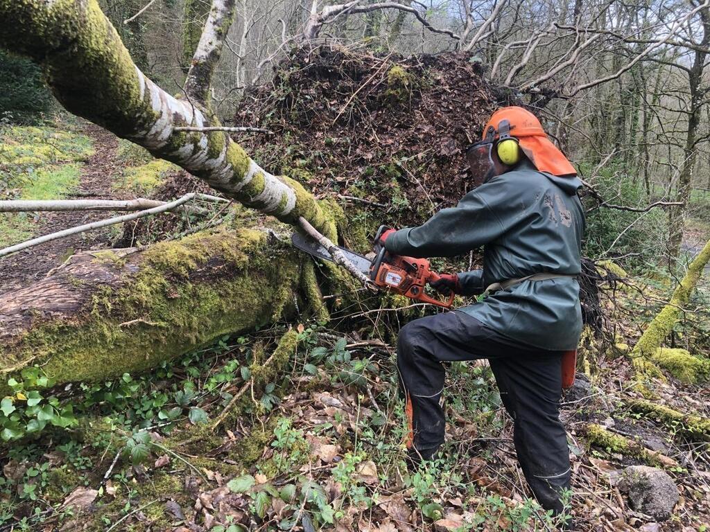 Ciaran Un An Apr S Que Devient Le Bois Balay Par La Temp Te Dans Les