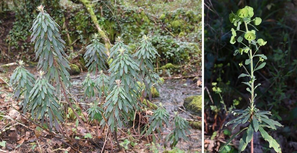 Plantes toxiques dans le Morbihan attention aux fruits et à la sève