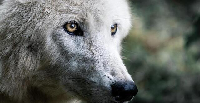 Ils Sortent La Nuit Des Loups Auraient Attaqu Un Troupeau Pr S D