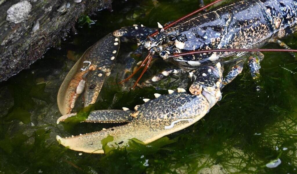 Les Homards Souffrent Ils Quand On Les Plonge Dans Leau Bouillante