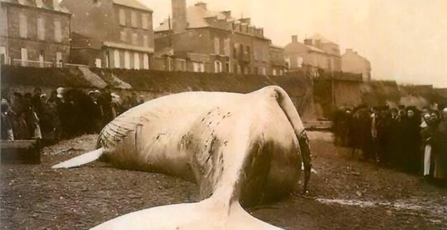 Ya un monstre sur la plage Lhistoire de la baleine échouée en