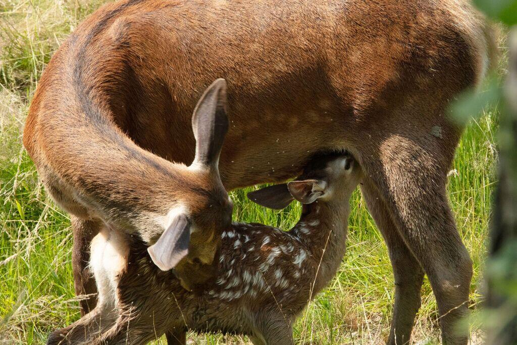 Bambi, l'histoire d'une vie dans les bois. Cinéma - Cholet.maville.com