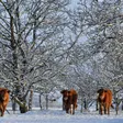 photo diaporama sorties la sarthe sous un blanc manteau neigeux 163317