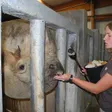 photo diaporama sorties le «medical training» des rhinocéros 191576