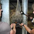 photo diaporama sorties le «medical training» des rhinocéros 191584