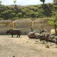 photo diaporama sorties le «medical training» des rhinocéros 191585