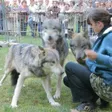 photo diaporama sorties des loups à la fête de la forêt 199511