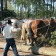 photo diaporama sorties des loups à la fête de la forêt 199514