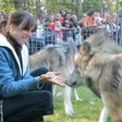 photo diaporama sorties des loups à la fête de la forêt 199516