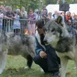 photo diaporama sorties des loups à la fête de la forêt 199519