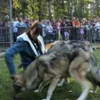 photo diaporama sorties des loups à la fête de la forêt 199520
