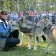 photo diaporama sorties des loups à la fête de la forêt 199521